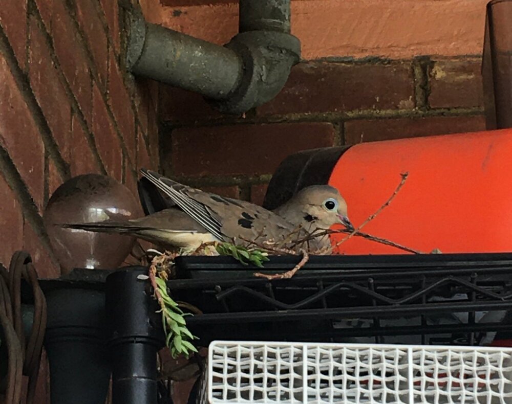 bird.thumb.jpg.65182d8c6badb4306ff0cd59ca32e889.jpg