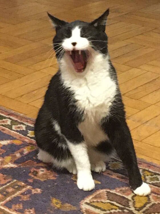 cat.jpg