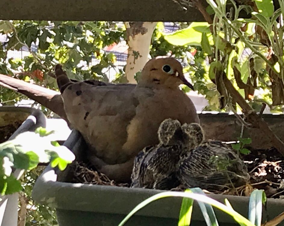 Dove.thumb.jpg.957714292f1d06a87961ff3775f67b2f.jpg